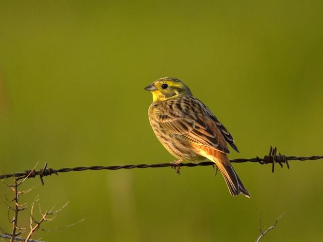 campagne akkervogels