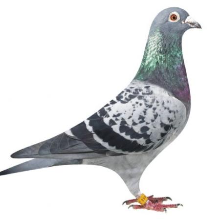 Duif